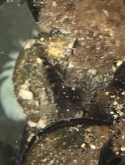 Oligocottus maculosus