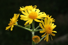 Tephroseris longifolia