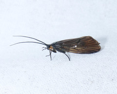 Oligotricha striata