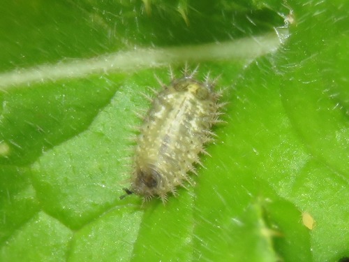 Thistle Tortoise Beetle, Leidschendam, Nederland, photo 8 of 10