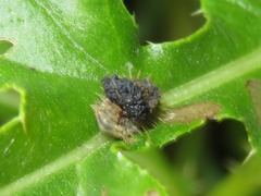 Cassida rubiginosa