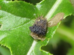 Cassida rubiginosa