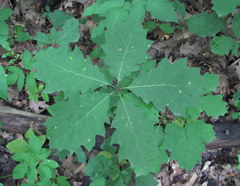 Quercus rubra