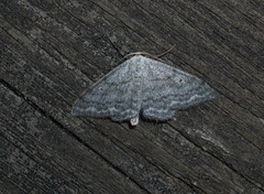 Scopula incanata