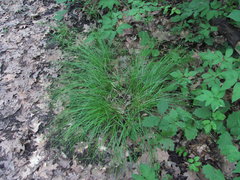 Carex remota