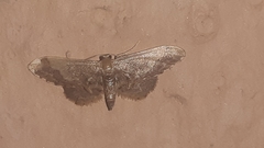 Idaea violacea