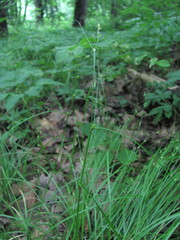 Carex remota