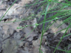 Carex remota