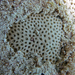 Coral Estrella Menor - Photo (c) FWC Fish and Wildlife Research Institute, algunos derechos reservados (CC BY-NC-ND)