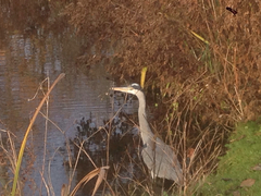 Ardea cinerea