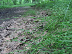 Carex remota