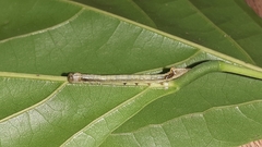 Lepidoptera