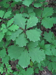 Quercus rubra
