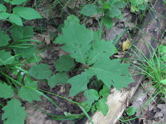 Quercus rubra