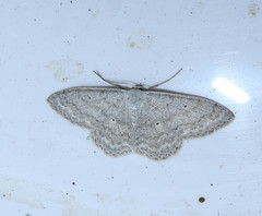 Scopula incanata