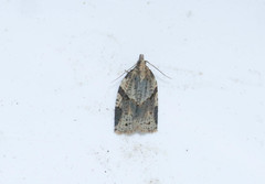 Clepsis spectrana