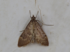 Ecpyrrhorrhoe diffusalis