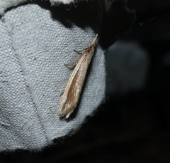 Donacaula mucronella