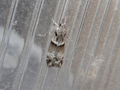 Eudonia periphanes