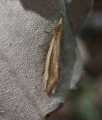 Donacaula mucronella