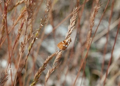 Epascestria pustulalis