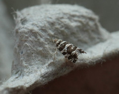 Epinotia tedella