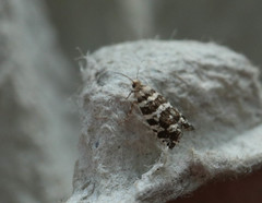 Epinotia tedella