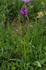 Dactylorhiza × braunii