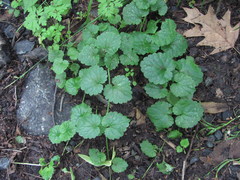 Glechoma hederacea