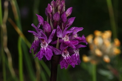 Dactylorhiza × braunii