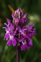 Dactylorhiza × braunii