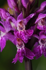 Dactylorhiza × braunii