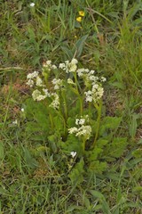 Meum athamanticum