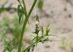 Cynaeda dentalis
