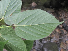 Tilia begoniifolia