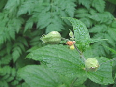 Silene fimbriata