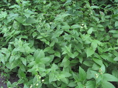 Silene fimbriata