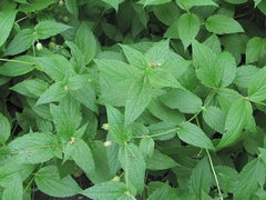 Silene fimbriata