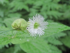 Silene fimbriata
