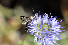 Pyropteron leucomelaenum