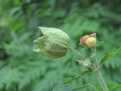 Silene fimbriata