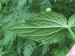 Silene fimbriata