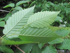 Carpinus betulus