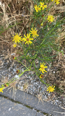 Senecio inaequidens