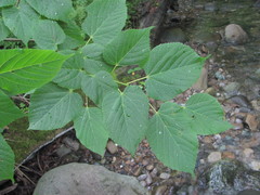 Tilia begoniifolia