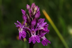 Dactylorhiza × braunii