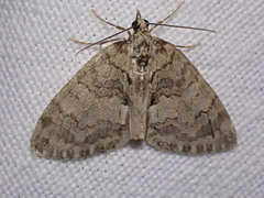 Hydriomena impluviata