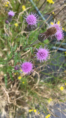 Cirsium arvense