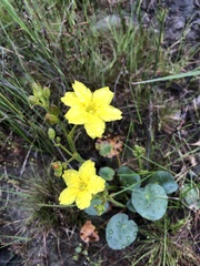 Ornduffia reniformis