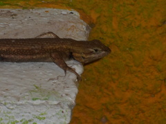 Sceloporus edbelli